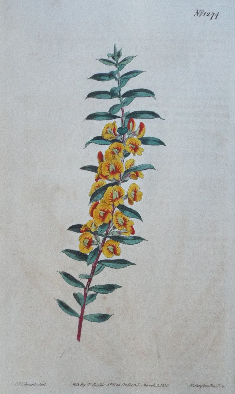Print - No. 1274 (Dillwynia Obovata. Cross-leaved Dillwynia.) - Sansom